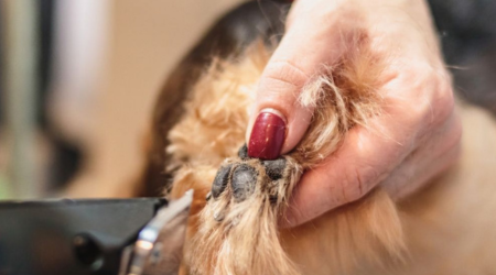 Tosa Higiênica Groomers Banho e Tosa Guarulhos